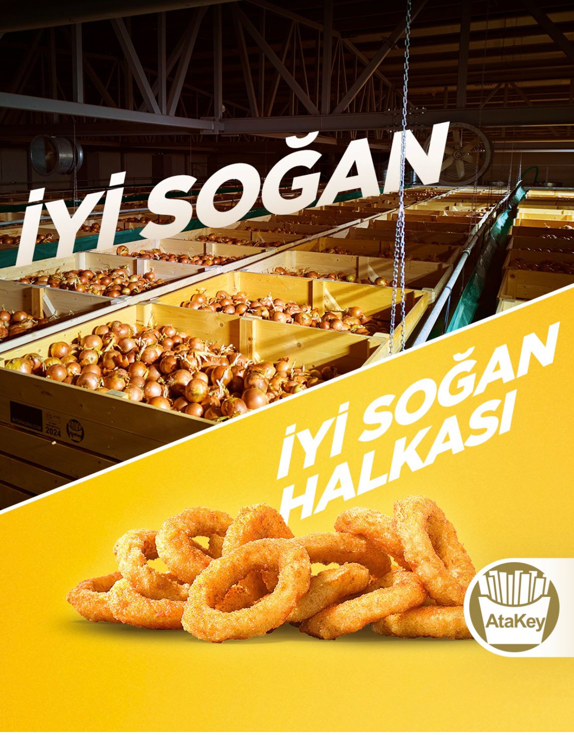 SOĞAN HALKASI 1.5 KG